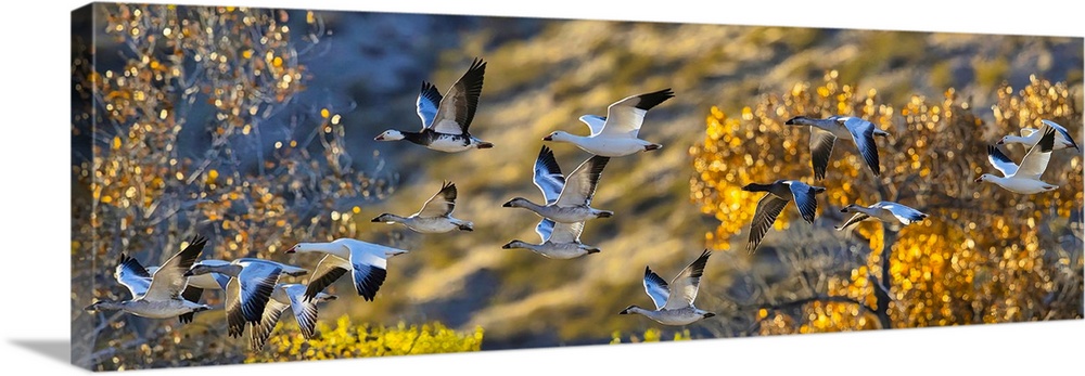 Birds of Bosque de Apache National Wildlife Refuge.