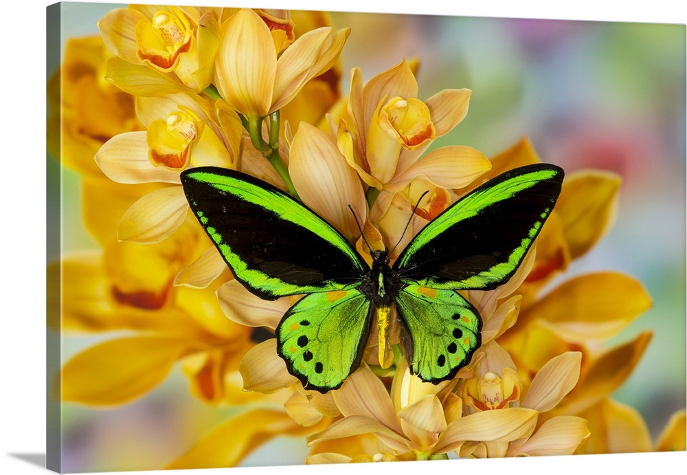 Black and green birdwing butterfly, Ornithoptera priamus, on large golden cymbidium orchid