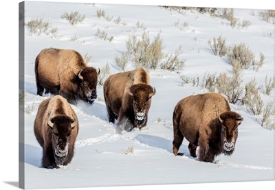 Bison Bulls In Winter In Yellowstone National Park, Wyoming, USA