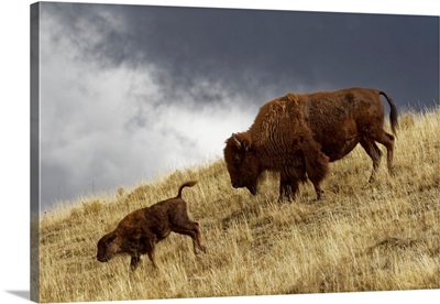Bison in fall, Lamar Valley, Yellowstone National Park, Montana/Wyoming