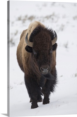 Bison Winter Bull