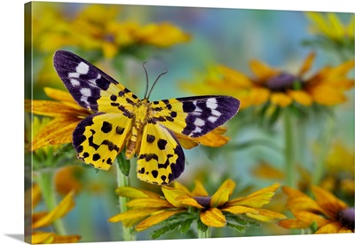 Black And Yellow Day Flying Moth On Hirta Daisies
