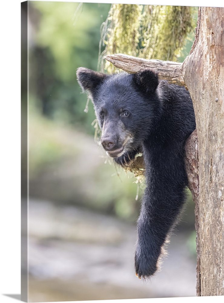 Black bear cub hangs out in a tree.