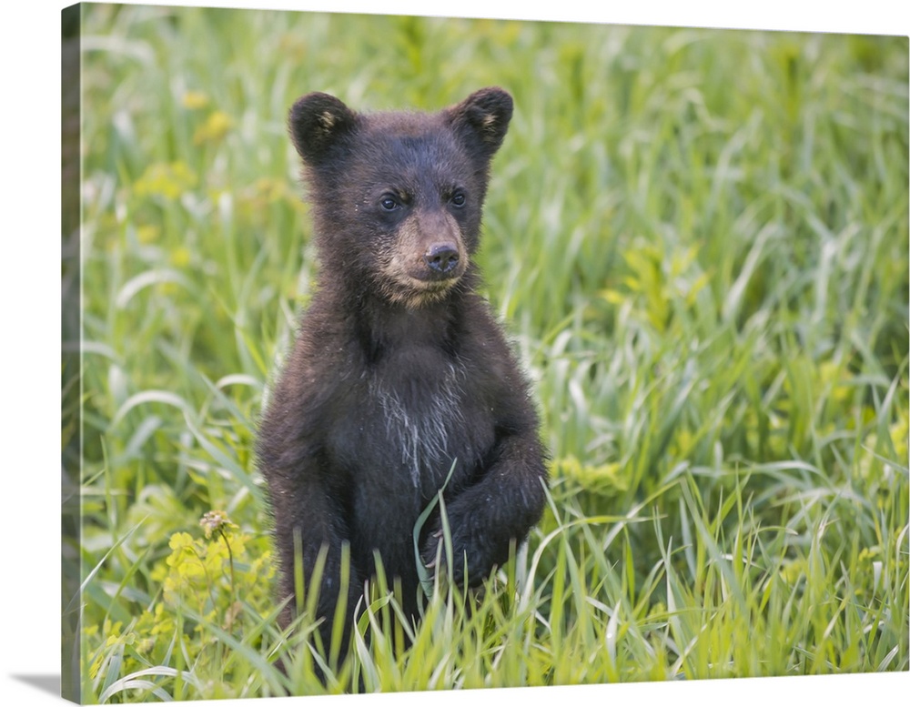 Black bear cub in spring.