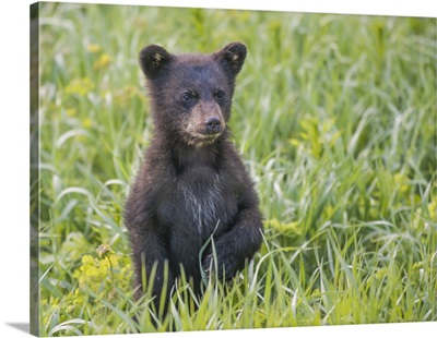 Black Bear Cub In Spring