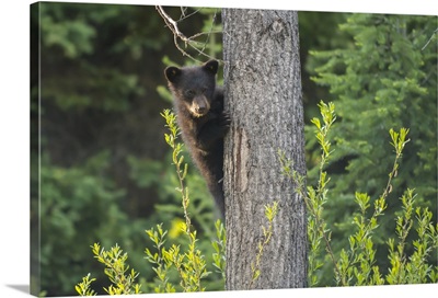 Black Bear Cub In Tree