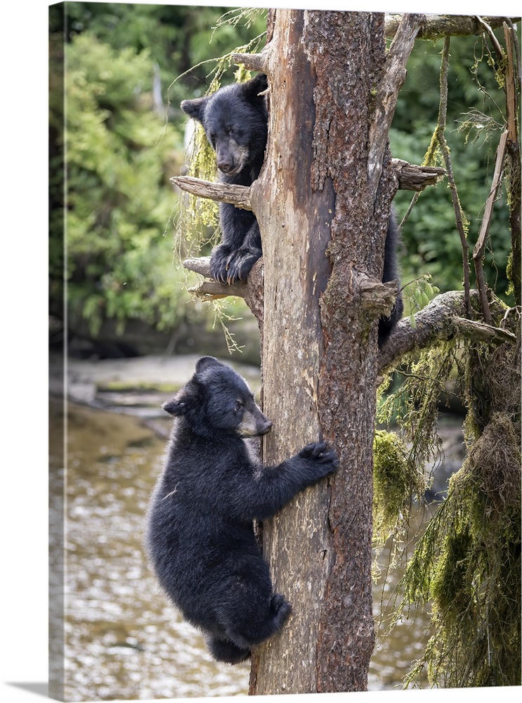Black bear cubs climb a tree just for fun.