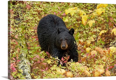 Black Bear in autumn foliage, Yellowstone National Park, Montana/Wyoming