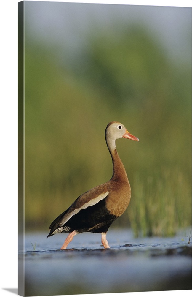 Black-bellied Whistling-Duck, Dendrocygna autumnalis,male, Lake Corpus Christi, Texas, USA, April 2003