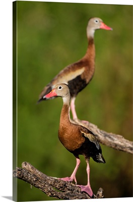 Black-Bellied Whistling Duck (Dendrocygnus Autumnalis) Adult Perched In Tree