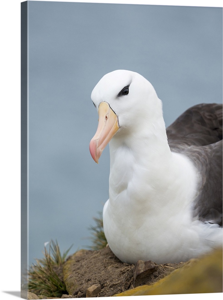 Black-browed albatross, Falkland Islands.