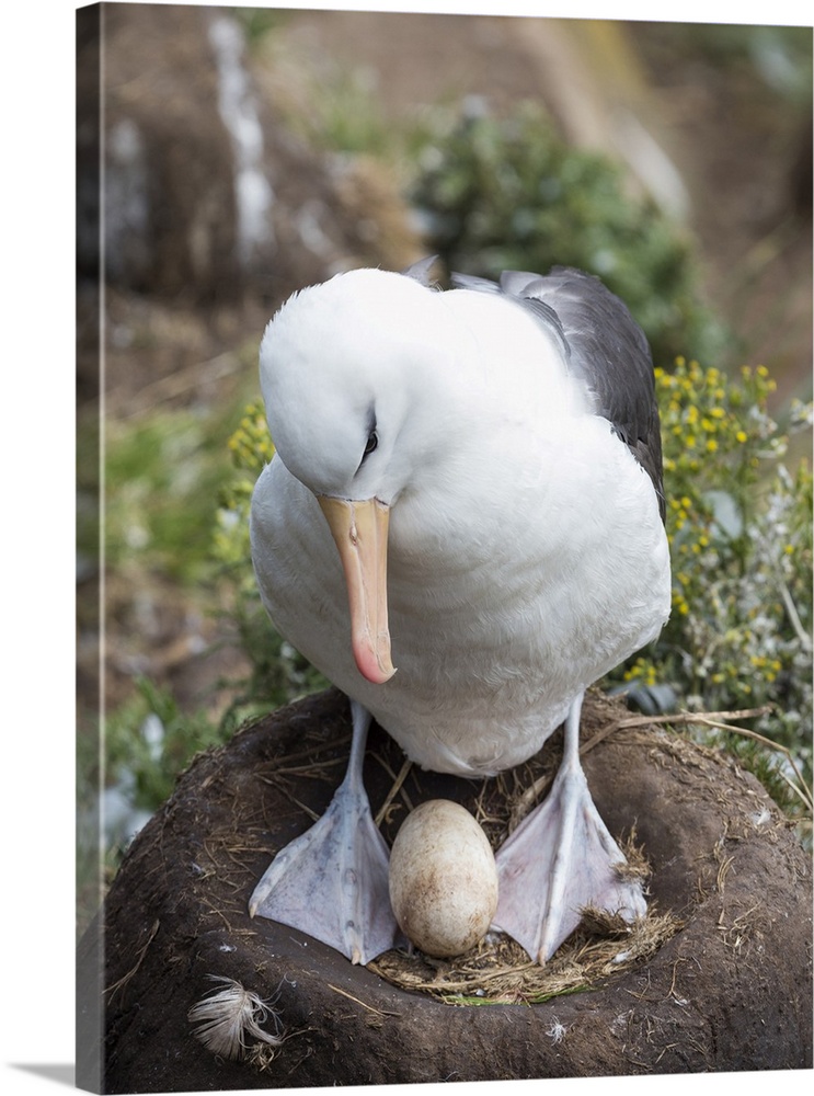 Adult with egg on tower-shaped nest. Black-browed albatross or black-browed mollymawk, Falkland Islands.
