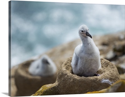 Black-Browed Albatross Or Black-Browed Mollymawk, Falkland Islands