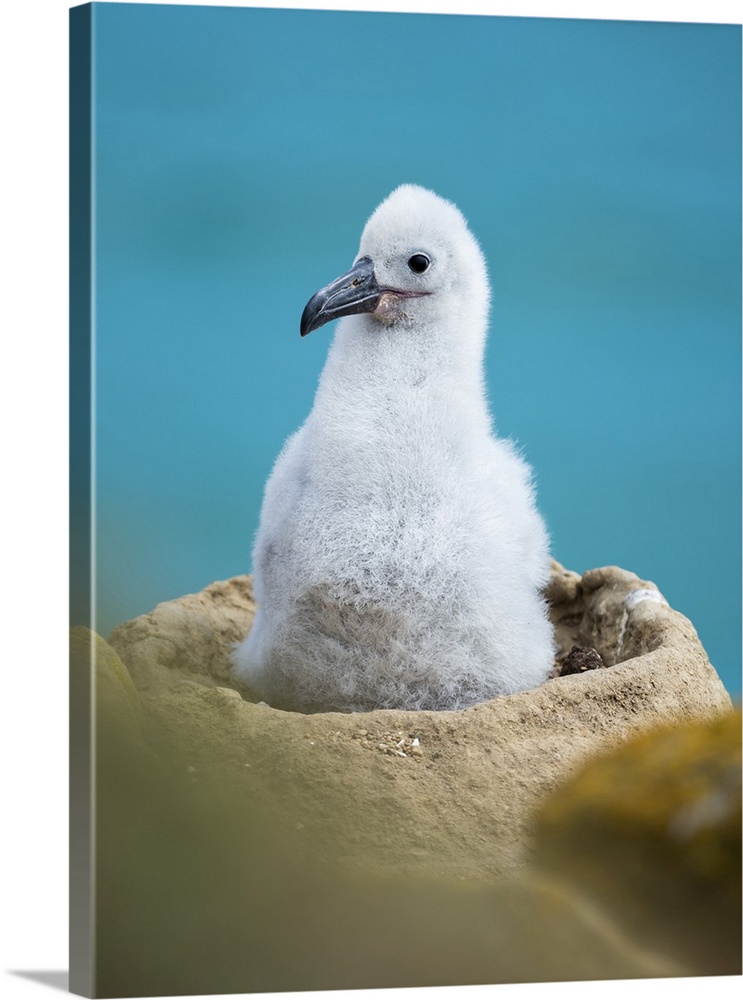 Chick on tower-shaped nest. Black-browed albatross or black-browed mollymawk, Falkland Islands.