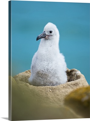 Black-Browed Albatross Or Black-Browed Mollymawk, Falkland Islands