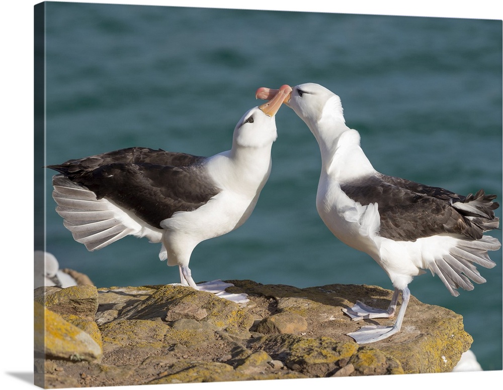 Black-browed albatross or black-browed mollymawk, typical courtship and greeting behavior, Falkland Islands.