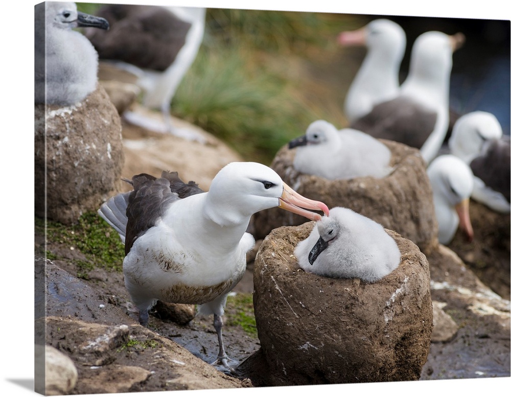 Black-browed Albatross (Thalassarche melanophris) or Mollymawk, adult bird and chick on tower shaped nest. South America, ...