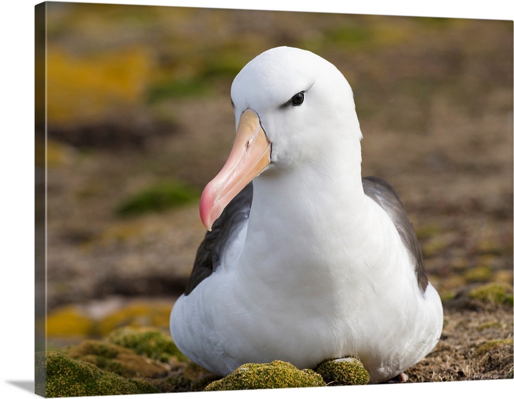 Black-browed Albatross ( Thalassarche melanophris ) or Mollymawk. South America, Falkland Islands, January.