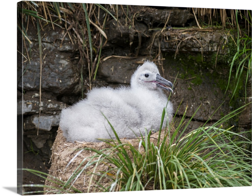 Black-browed Albatross (Thalassarche melanophris) or Mollymawk, chick on tower shaped nest. South America, Falkland Island...