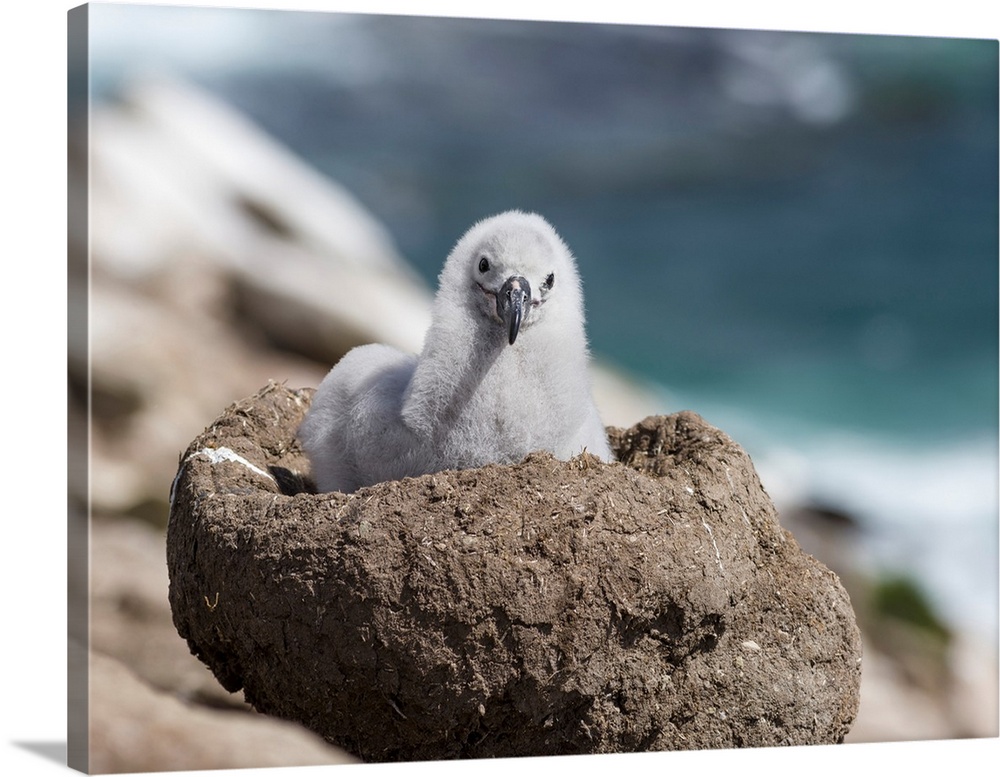Black-browed Albatross (Thalassarche melanophris) or Mollymawk, chick on tower shaped nest.  South America, Falkland Islan...