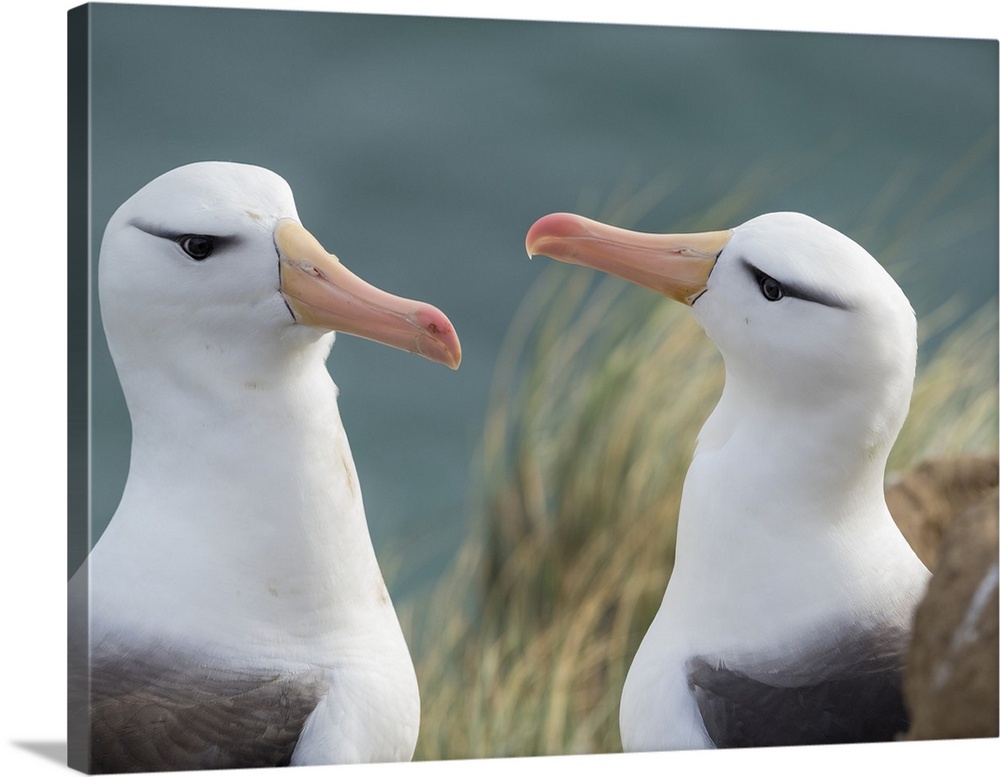 Black-browed albatross, typical courtship and greeting behavior, Falkland Islands.