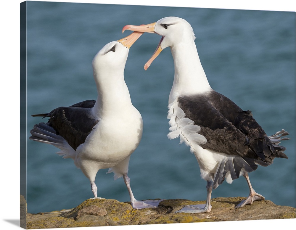 Black-browed albatross, typical courtship and greeting behavior, Falkland Islands.