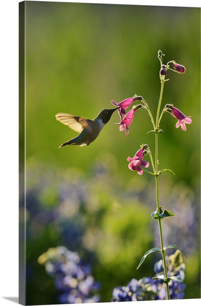 Black-chinned Hummingbird (Archilochus alexandri), adult male feeding on blooming Hill Country penstemon, Scarlet penstemo...