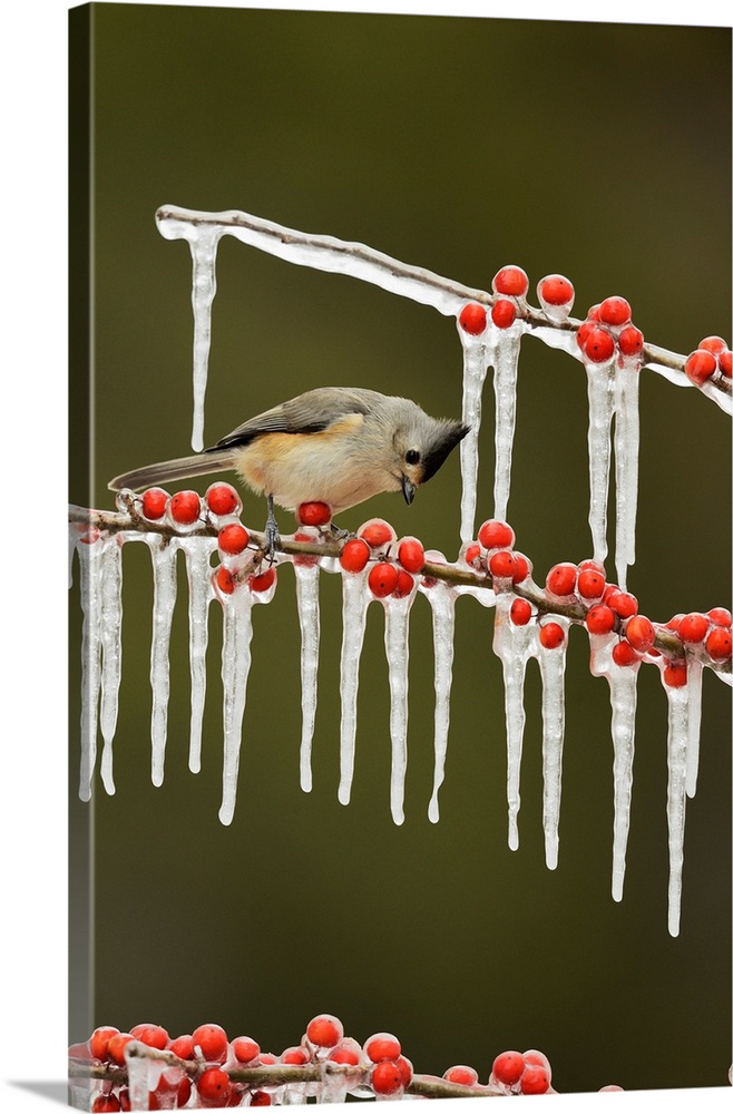 Black-crested Titmouse (Baeolophus bicolor), adult perched on icy branch of Possum Haw Holly (Ilex decidua) with berries, ...