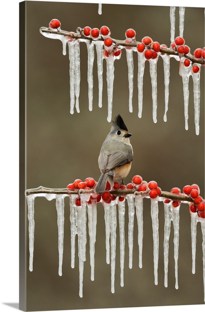 Black-crested Titmouse (Baeolophus bicolor), adult perched on icy branch of Possum Haw Holly (Ilex decidua) with berries, ...