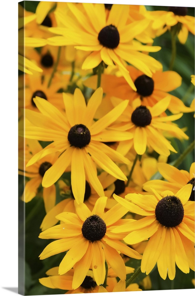 Black-eyed Susan flowers