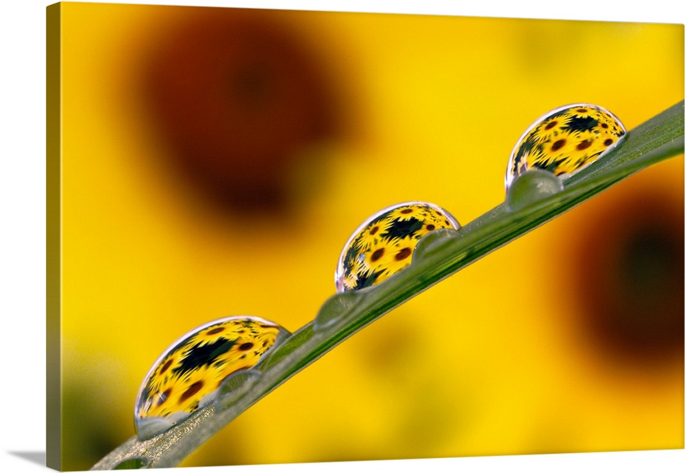 Black eyed Susans refracted in dew drops on blade of grass.