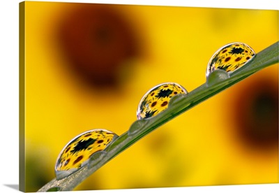 Black eyed Susans refracted in dew drops on blade of grass