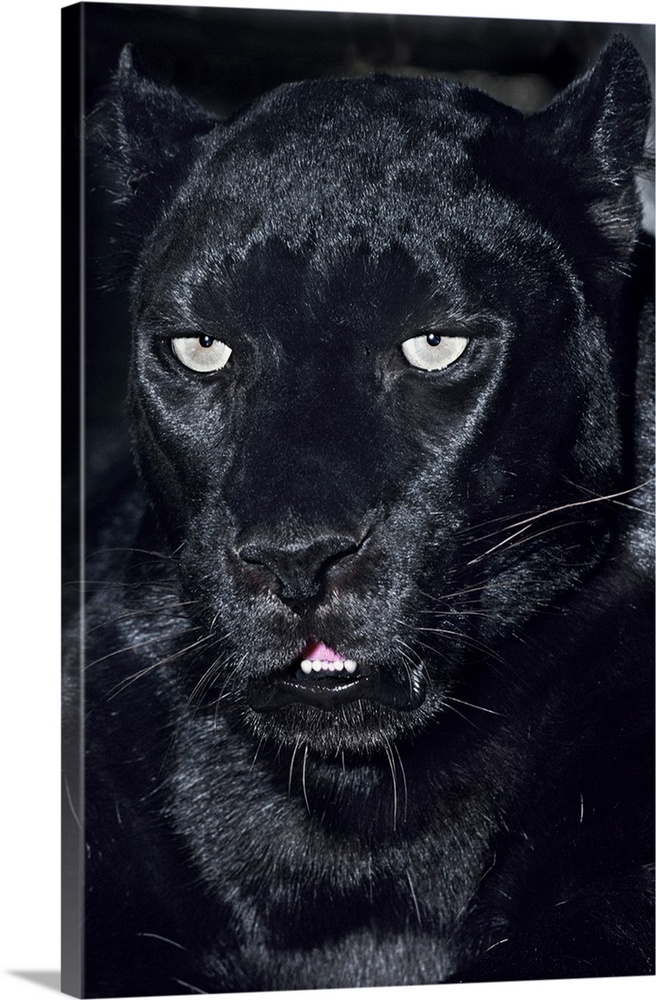 USA, California, Los Angeles County. Portrait of black jaguar adult at Wildlife Waystation animal rescue facility.
