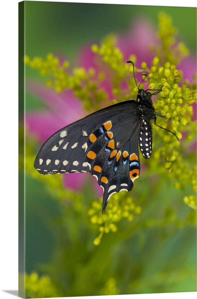 Black Swallowtail Butterfly.