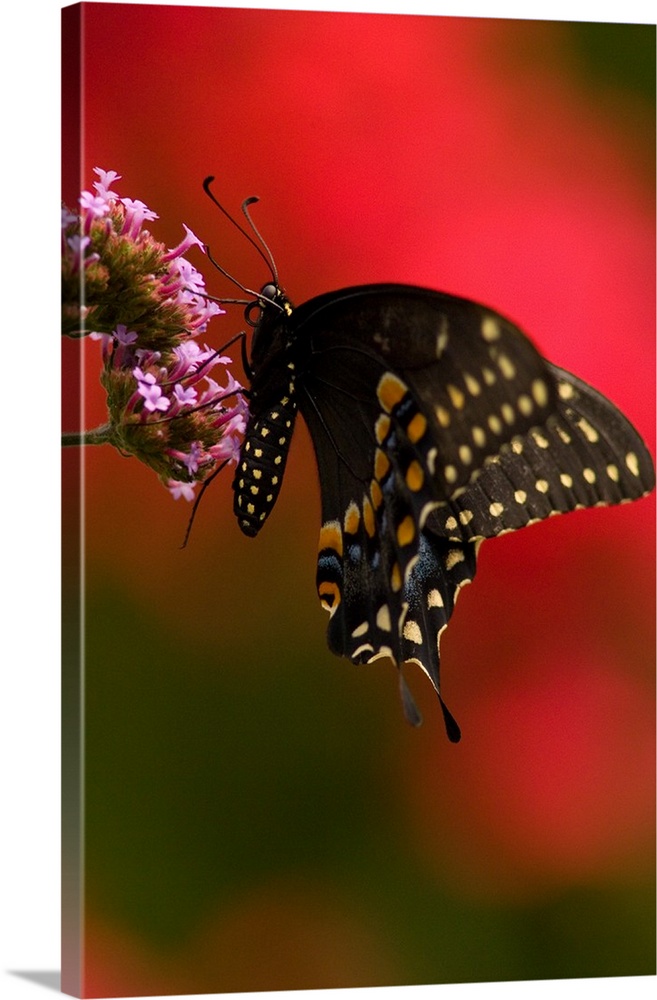 United States, Virginia, Vienna, Meadowlark Botanical Gardens. Female Black Swallowtail butterfly on Verbena, wings up, re...