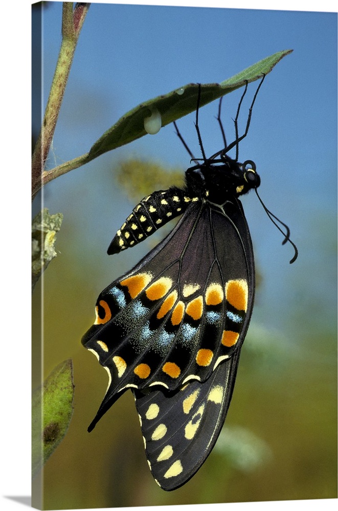 Black Swallowtail from chrysalis, Papiliopolyrenes asterius, Myakka River State Park, FL.