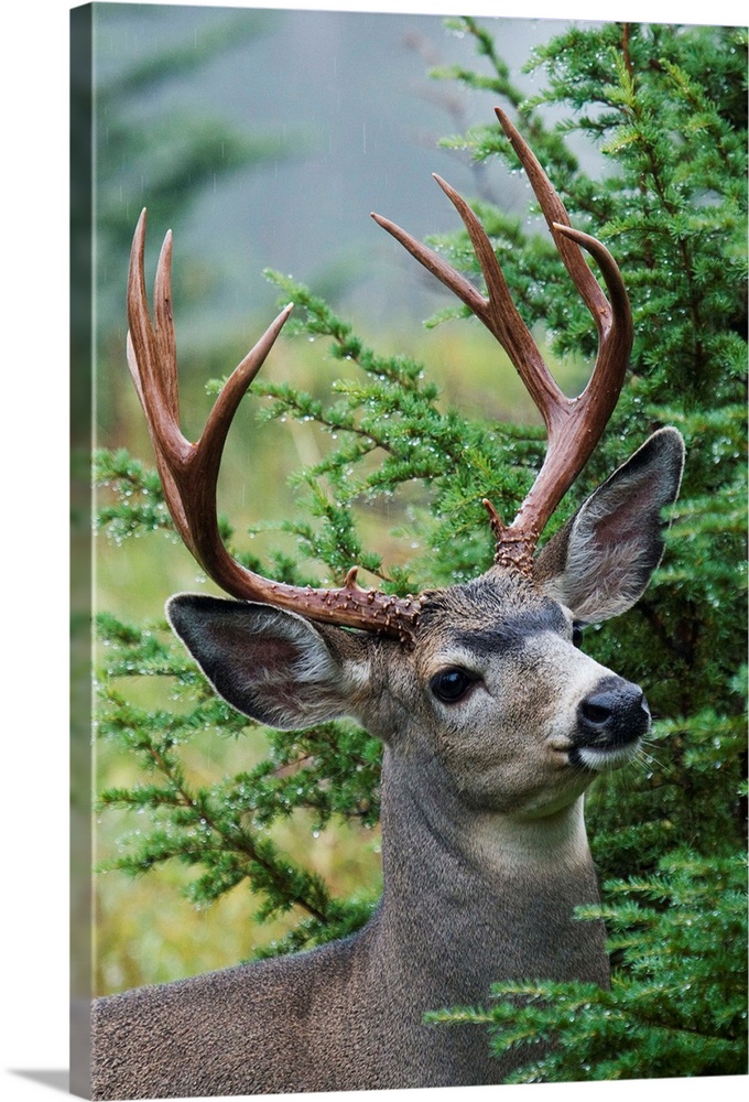 Black-tail Deer Buck