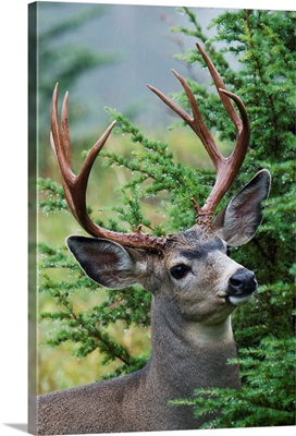 Black-Tail Deer Buck