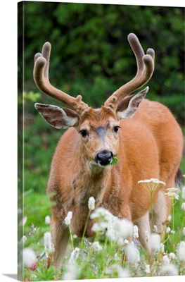 Black-Tail Deer Buck