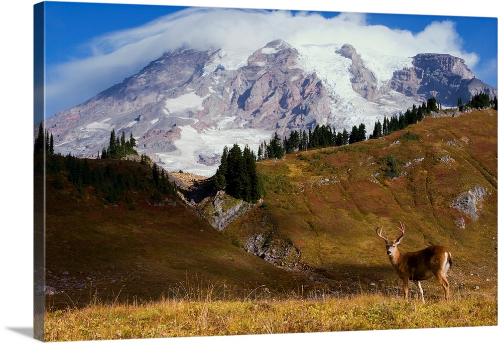 Black-tail Deer Buck, Mount Rainier