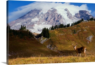 Black-Tail Deer Buck, Mount Rainier