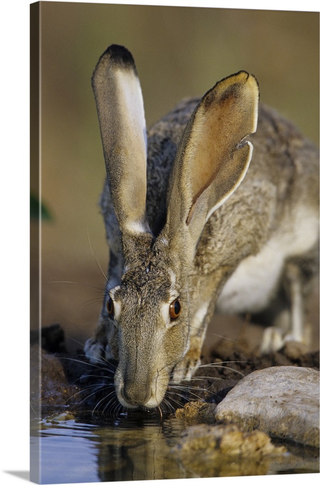Black-tailed Jack Rabbit (Lepus californicus) drinking at water Starr Co. TX