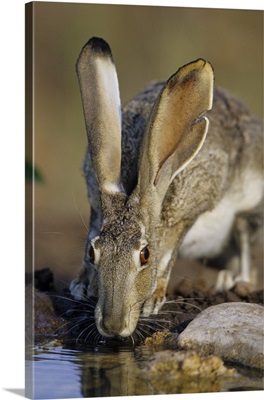 Black-tailed Jack Rabbit drinking at water Starr County, Texas