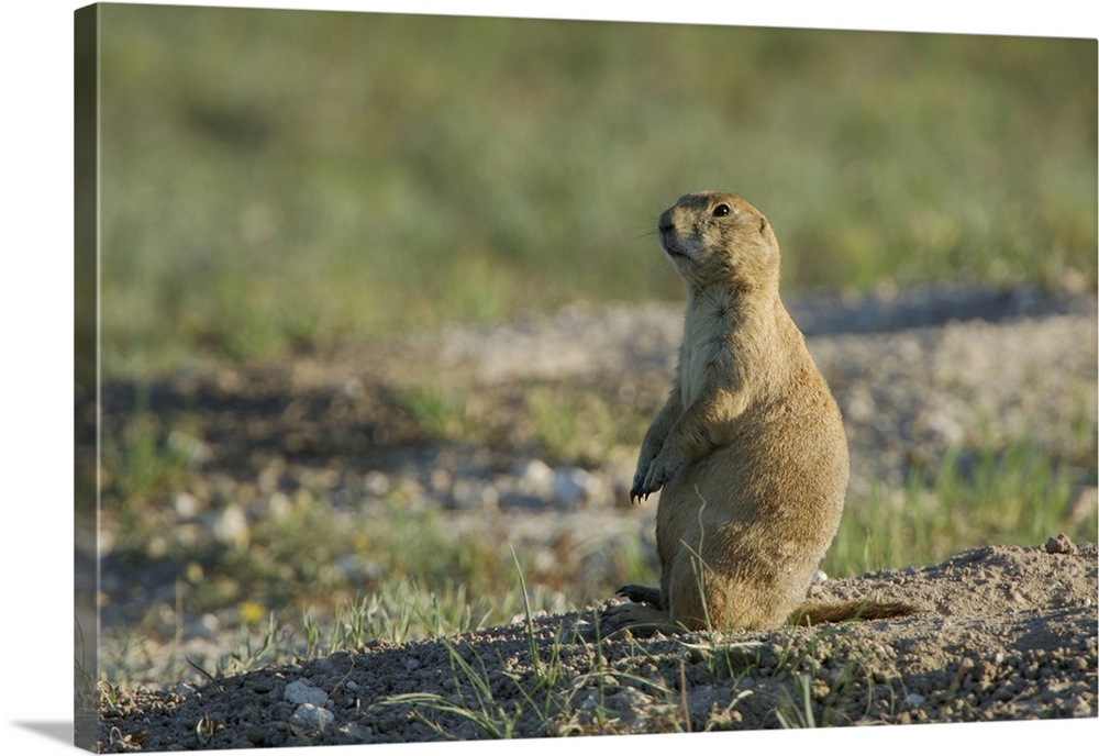 Black-tailed Prairie Dog, Cynomys ludovicianus, adult, Lubbock,Texas,September 2005