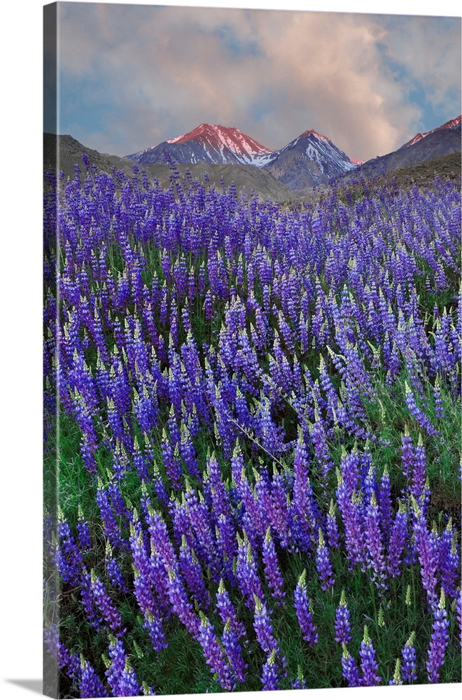 USA, California, Sierra Nevada Range. Blooming Inyo bush lupine flowers in mountains.