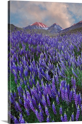 Blooming Inyo Bush Lupine Flowers In Mountains, Sierra Nevada Range, California