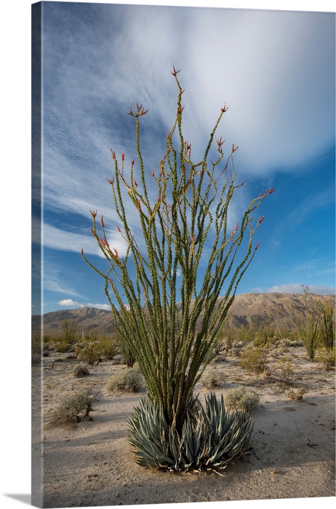 North America, USA, California. Blooming Ocotillo (Fouquieria splendens) in desert landscape with cloud, Anza-Borrego Dese...