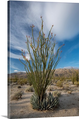 Blooming Ocotillo In Desert Landscape, Anza-Borrego Desert State Park, California