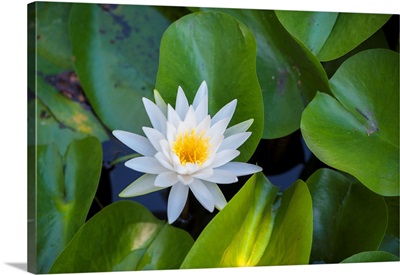 Blooming Water Lily, Austin, Texas, USA