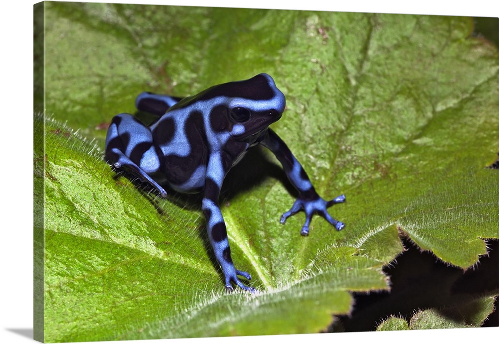 Blue Black Auratus, native to Costa Rica, D. auratus